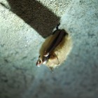 Bat in one of the caves at Carter Caves State Resort Park.