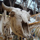 A Bison Skull on Display at the Oxford Museum of Natural History.