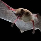 Bats in Peril: The Effects of White Nose Syndrome on North American Bat Populations.