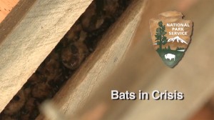 National Park Service Video Series: Bats in Crisis.