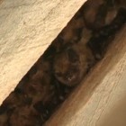 National Park Service Video Series: Bats in Crisis.