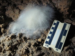 A Large White Mold.