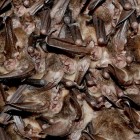 A healthy hibernating cluster of Virginia big-eared bats in West Virginia's Hellhole cave.