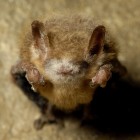 Tri-colored bat with visible symptoms of WNS in Georgia's Cloudland Canyon State Park.