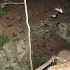 Florida Maternity Colony Emerging from Cave.
