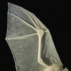 This robotic bat wing is helping give new insights into the mechanics of bat flight.