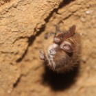 Tri-colored bat with visible WNS symptoms in Alabama's Fern Cave.