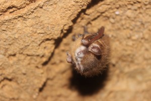 Tri-colored bat with visible WNS symptoms in Alabama's Fern Cave.