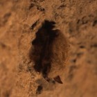Little Brown Bat.