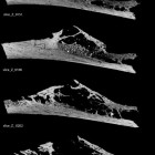 A microCT scan of the rib of a 120,000-year-old Neandertal found in a cave in present-day Croatia.
