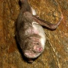 The common Vampire Bat, one of the residents of Trinidad's Tamana Caves.