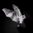 A high-speed video capture Seba's short tailed fruitbat taking off.
