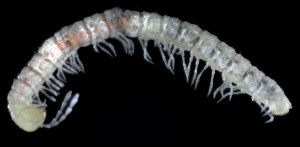 New cave dwelling millipede Boreviulisoma barrocalense.