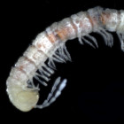 New cave dwelling millipede Boreviulisoma barrocalense.