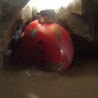 A duck in Shakespeare's Cave.