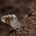 The newly discovered Zospeum tholussum snail.