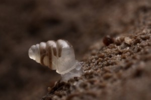 The newly discovered Zospeum tholussum snail.