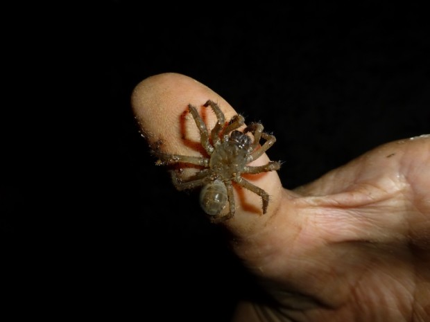 Gua Kanthan's endemic trapdoor spider Liphistius kanthan.
