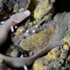 Olm laying eggs in Postojna Cave, Slovenia.