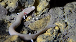 Olm laying eggs in Postojna Cave, Slovenia.