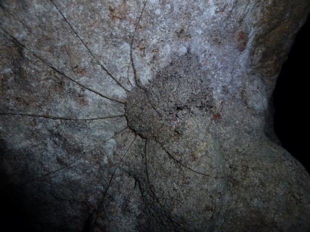 The nest of Liphistius Kanthan.