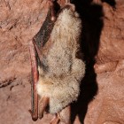 The greater mouse-eared bat, Myotis myotis, is a European species of bat in the Vespertilionidae family.