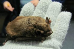 A bat at Pennsylvania's Lincoln Caverns.