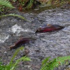 Homestead Coho Salmon Photo by Oregon Department of Forestry