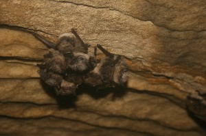 A cluster of Little Brown Bats at Aeolus Cave.