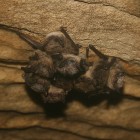 A cluster of Little Brown Bats at Aeolus Cave.