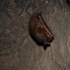 Eastern Pipistrelle bat (Perimyotis subflavus) observed in Virginia'a Madison Saltpeter Cave.