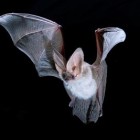 An Alpine Long-eared Bat Fully Airborne.