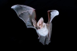 An Alpine Long-eared Bat Fully Airborne.