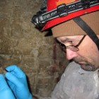 Biologist inspects northern long-eared bat with visible symptoms of WNS.