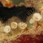 Palythoa mizigama is found in Okinawa Island, Japan.