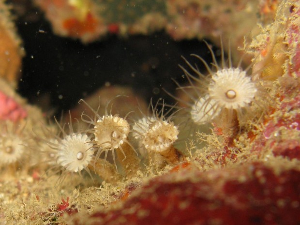Palythoa mizigama is found in Okinawa Island, Japan.