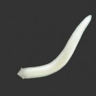 The newly discovered flatworm (Girardia multidiverticulata). Photo by Lívia Cordeiro