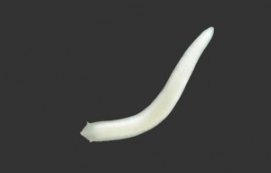 The newly discovered flatworm (Girardia multidiverticulata). Photo by Lívia Cordeiro