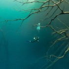 Divers explore sunken trees in a cenote at the Cara Blanca site in Belize.