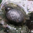 Close-up of a Banff Spring Snail
