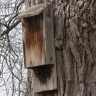 A bat house in Missouri's St. Louis Zoo.