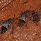 Wroughton's Free-tailed Bat.