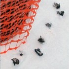 Dead bats with white-nose syndrome at a mine opening in Keweenaw County, Michigan.