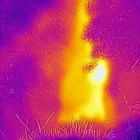 Ireland's Poulnagree cave viewed through a FLIR ONE thermal imaging infrared camera equipped iPhone.