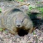 Groundhog.