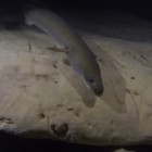 An American Eel in a northwest Florida cavern.