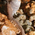 Within the lava tube food web, cave velvet worms appear to be successful predators. Photo by Rickard S. Toomey III