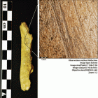 A bone fragment of a medium-sized ungulate bearing a deep cutmark potentially resulting from butchery.