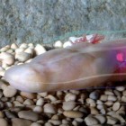 The olm, an entirely-aquatic salamander endemic to the Dinaric Alps.