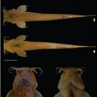 A Brazilian Ituglanis boticario cave dwelling catfish.